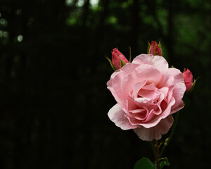 A beautiful rose in the backyard with water drops