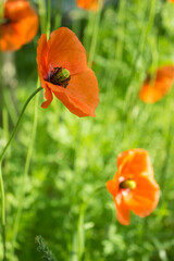 Fototapeta premium Red poppy opium flower blooming in garden or meadow. Closeup of poppy, selective focus, blur background effect. Soft floral design, copy space
