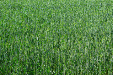 Young green plants in a wheat field for natural background