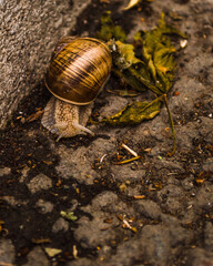 A snail out for a walk after the rain