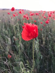 red poppy in the field