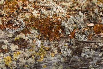 a fragment of an old rotten tree trunk, brown, covered with green moss