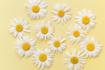 Floral pattern of white chamomile daisy flowers on pastel yellow background. Flat lay, top view. Flower background. Nenderness