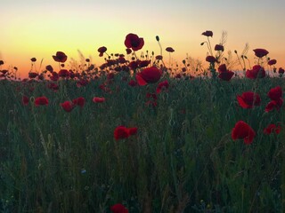 Plakat poppy field at sunset