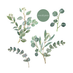 Watercolor greenery eucalyptus bouquet illustration. Hand painted branches of sage green eucalyptus leaves, branches, foliage, isolated on white background. Beautiful floral arrangements set © Anna Nekotangerine