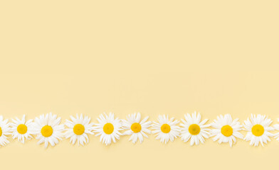 Floral line composition of white chamomile flowers on pastel yellow background. Easter, spring, summer concept. Flat lay, top view, copy space