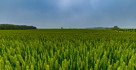 Grünes Getreidefeld am Kap Arkona auf Rügen