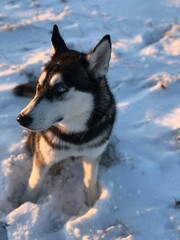 siberian husky on the snow