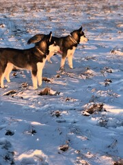Naklejka premium two dogs playing in the snow