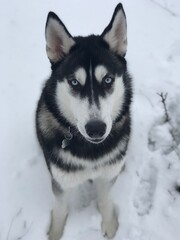 siberian husky puppy