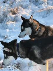 siberian husky on the snow