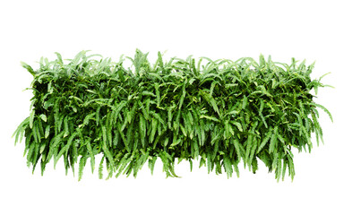 tuber sword fern isolated on white background. Fern bush in fabric square shape isolated on white. Clipping path included.