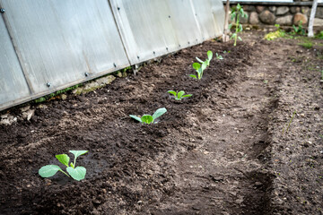 Young cabbage growing in spring garden.