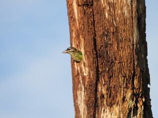 White Cheeked Barbret