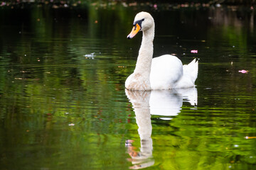 Obraz premium A graceful white swan swimming on a lake with dark green water. The white swan is reflected in the water