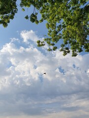 Sky view with white cumulus clouds, maple branch and flying bird
