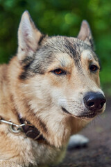 Portrait of the dog fawn color with looking at the camera. Vertical shot, close-up