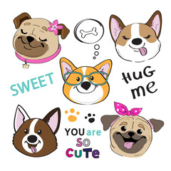 Cute dog head on a white background. Dog breeds funny animals