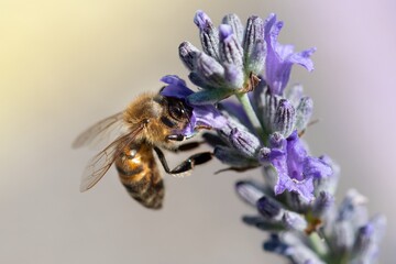 Ape su fiore di lavanda