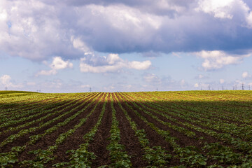 Fototapeta na wymiar Agricultural field with a sunflower crop in early summer.