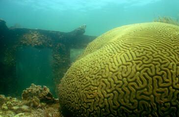 Naklejka na ściany i meble underwater shipwreck coral caribbean sea Venezuela