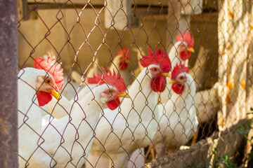 Classic white roosters with red crests on their heads