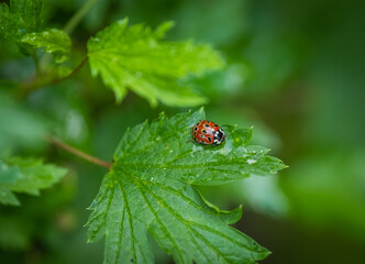Ladybug sitting on a leaf on a green blurred background