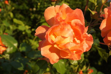 orange Beetrosen,Rosen