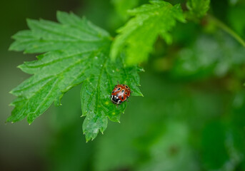 Fototapeta premium Ladybug sitting on a leaf on a green blurred background