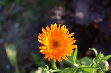 Ringelblumen im garten