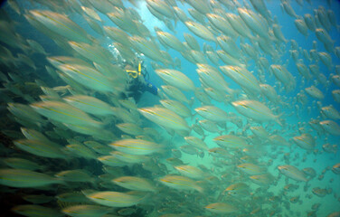 underwater school fish caribbean sea