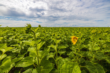 Fototapeta na wymiar Agricultural field with a sunflower crop in early summer.