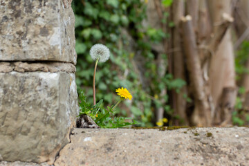 Yellow and white dandelion growing out of a corner of a wall, one in full bloom and the other with pappus