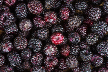 Black raspberries background