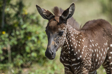 Rare sighting of dark and spotted baby Zebra at Masai Mara national reserve