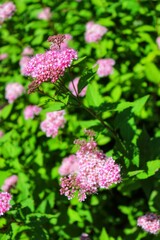 Pink flowers in the field.