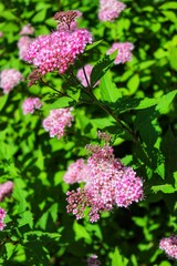 Pink flowers in the field.