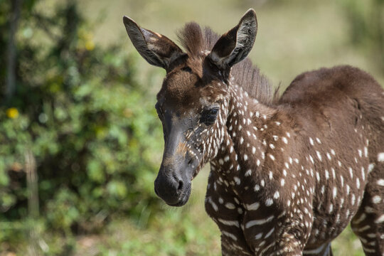 Zebra Peekaboo Stock Photo - Download Image Now - Animal, Animal