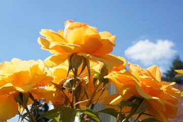 gelber Rosenbusch im Garten