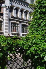 Climbing plant on the building's background 