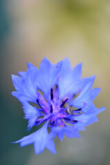 Petite fleur sauvage