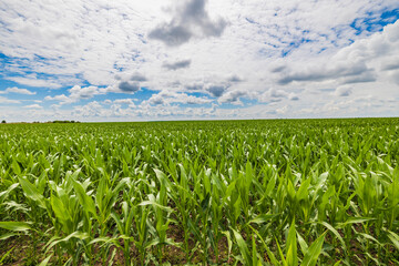 Fototapeta na wymiar Green corn maize plants on a field. Agricultural landscape