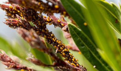 Macro photography, insects and plants in spring