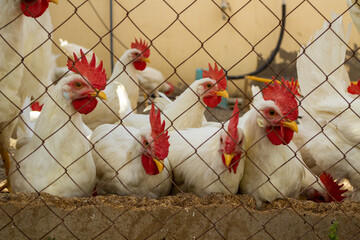 Classic white roosters with red crests on their heads