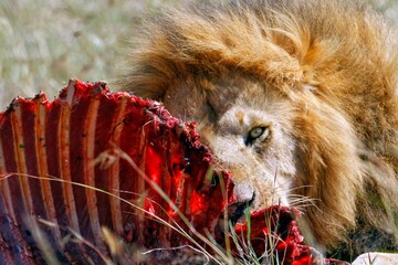 lion eating Zebra ribs at the African plains 