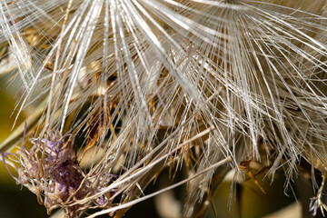Macro photography, insects and plants in spring