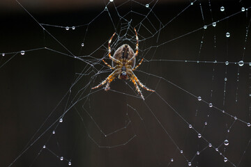 spider on web