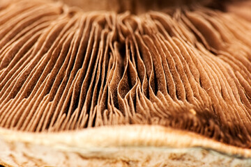 Detailed macro photo of a mushroom