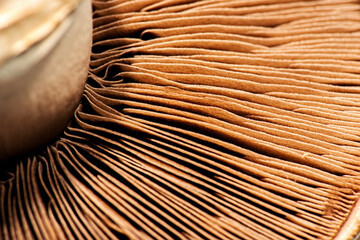 Detailed macro photo of a mushroom © Photography by Rob D