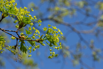 Close up of Flowers of a maple tree with blue bokeh, acer